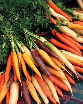 Rainbow Blend Carrots: West Coast Seeds