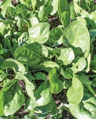 Yukon F1 Spinach: West Coast Seeds