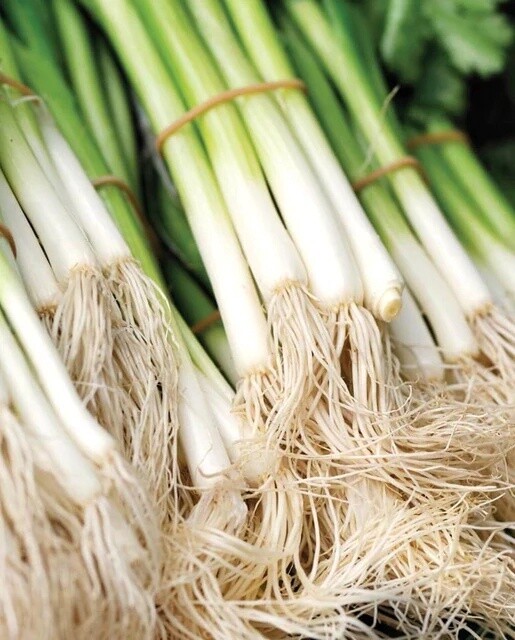 Kincho Scallions: West Coast Seeds