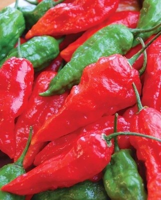 Ghost Chili Peppers: West Coast Seeds