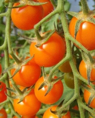 Sungold Cherry Tomato: West Coast Seeds