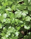 Santo Long Standing Cilantro: West Coast Seeds