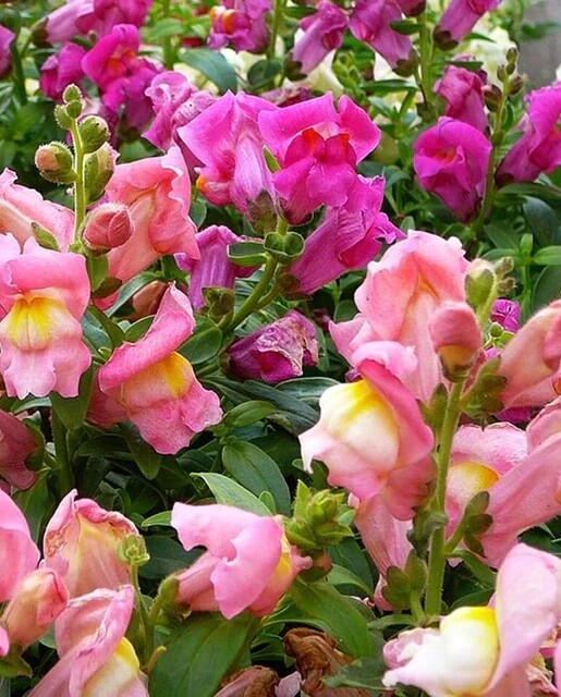 Rainbow Mix Snapdragon: West Coast Seeds