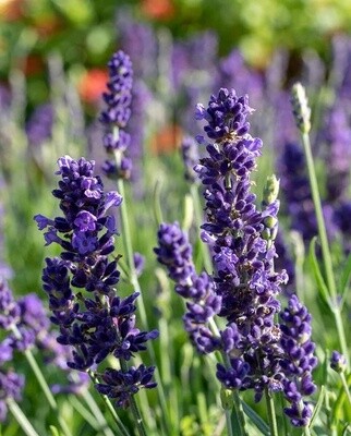 Blue Spear Lavender: West Coast Seeds