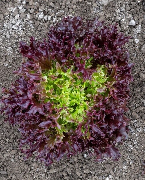 Burgandy Certified Organic Lettuce: West Coast Seeds