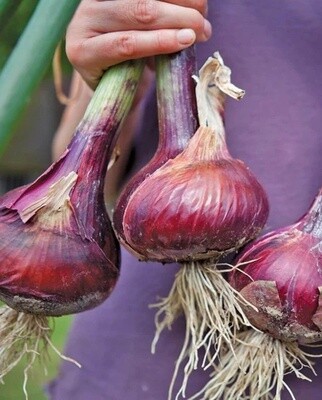 RedWing F1 Onions: West Coast Seeds