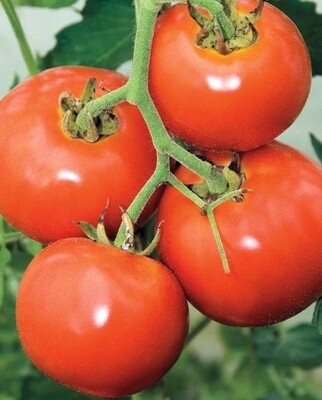 Manitoba Tomatoes: West Coast Seeds