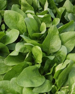 Giant Winter Spinach: West Coast Seeds