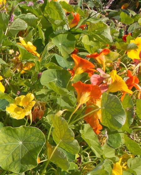 Nasturtium Jewel Mix: West Coast Seeds