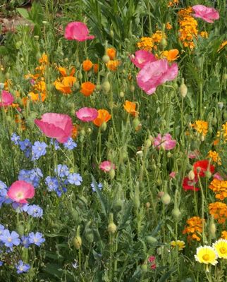 Waterwise Wildflower Blend: West Coast Seeds