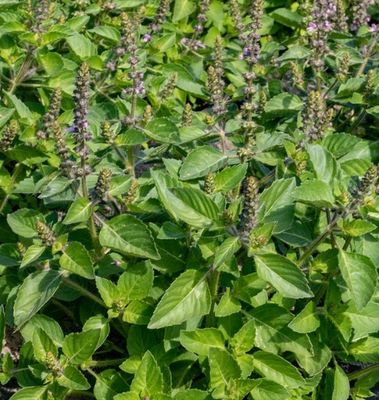 Holy Basil (Organic): West Coast Seeds