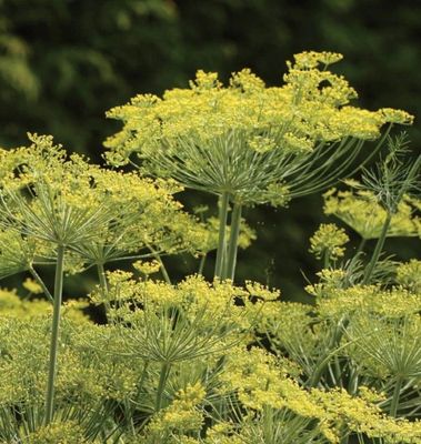 Dukat Dill: West Coast Seeds