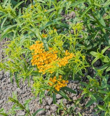 Mexican Tarragon (Organic): West Coast Seeds