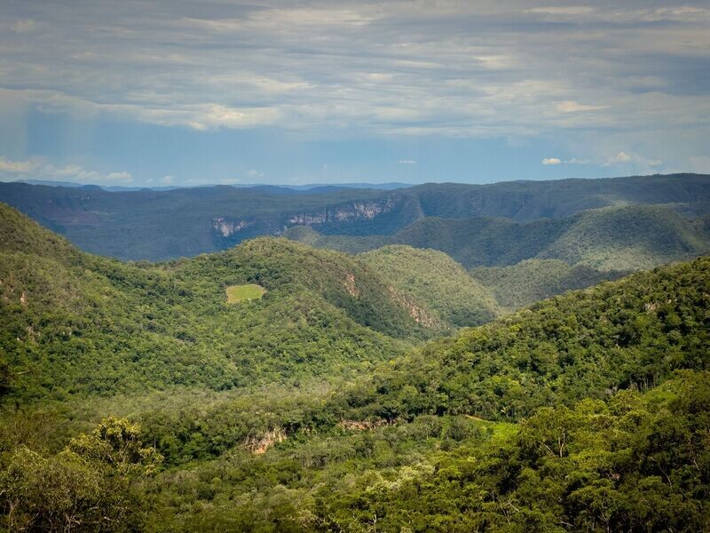 1 Tree Planted in Cerrado, Brazil