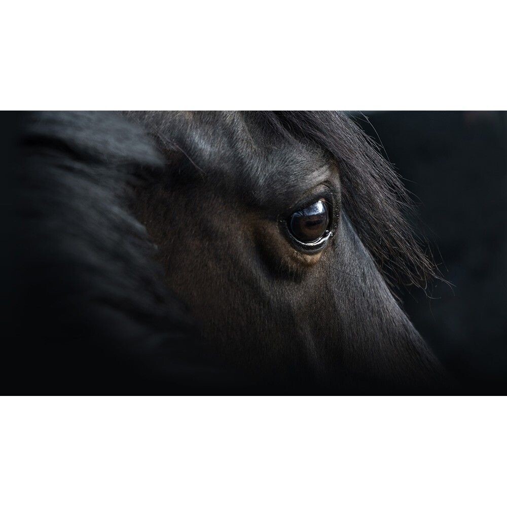 CHEVAL
