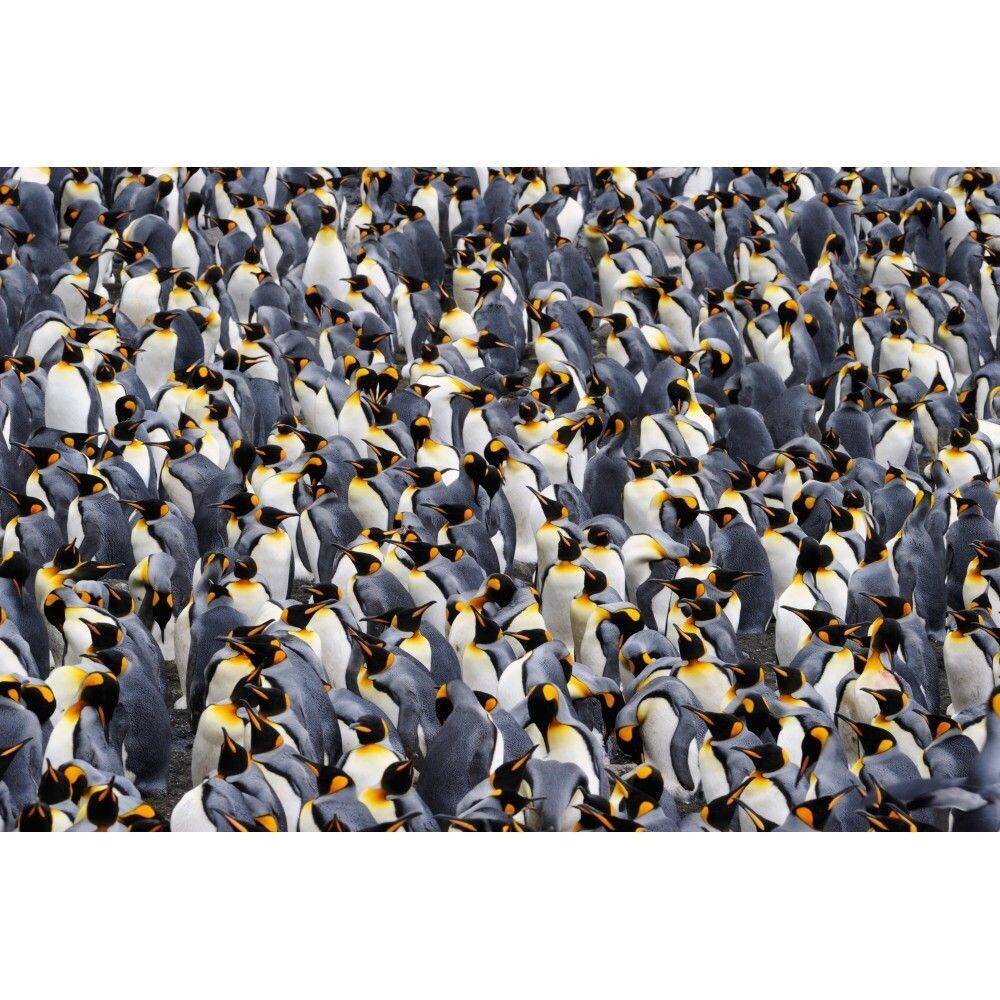 PINGOUIN