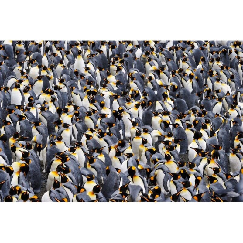 PINGOUIN