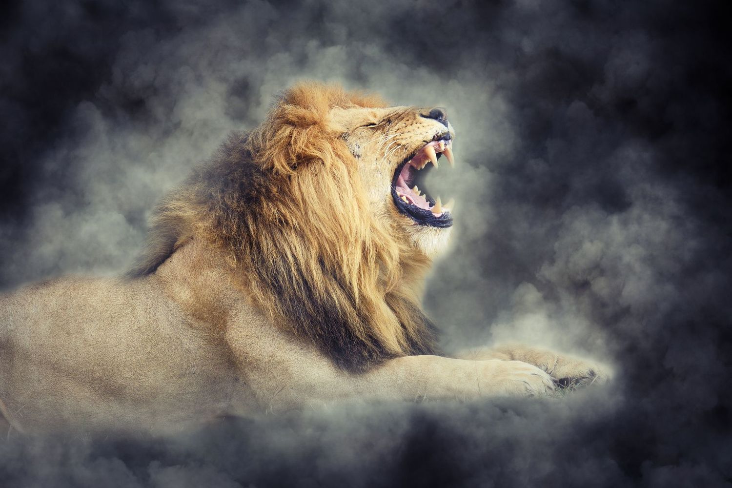 lion
