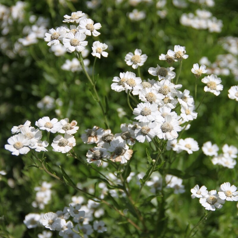 Achillea ptarmica, Sumpfschafgarbe, Staude des Jahres 2021