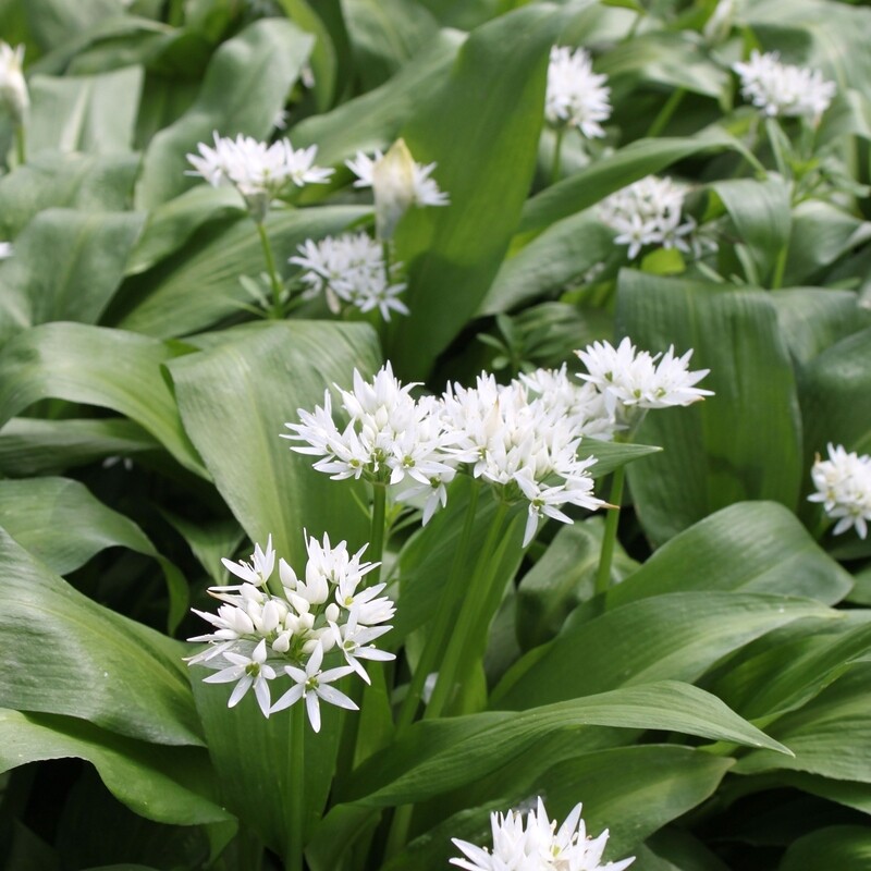 Allium ursinum, Bärlauch, weiß