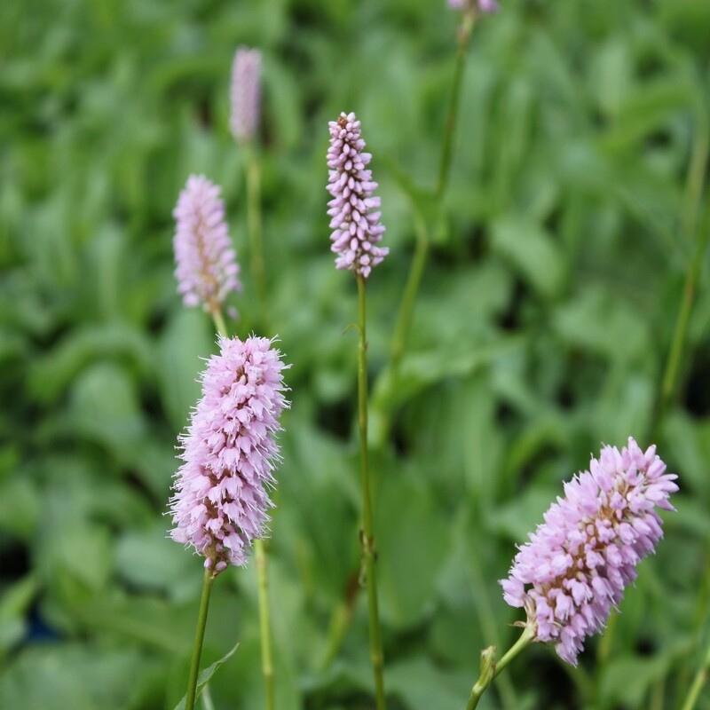 Bistorta officinalis  Syn. Persicaria bistorta; Polygonum bistorta, Schlangen-Wiesenknöterich