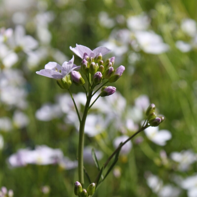 Cardamine pratensis, Wiesenschaumkraut, rosa