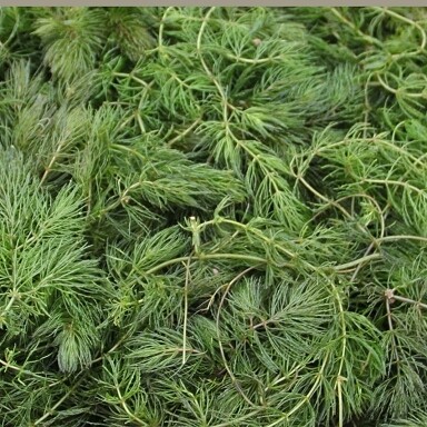 Ceratophyllum demersum, Hornblatt