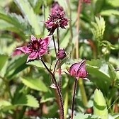 Comarum Syn. Potentilla palustris, Blutauge, rot