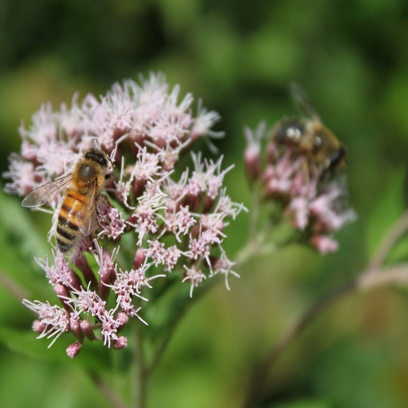 Eupatorium cannabinum, gemeiner Wasserdost, rosa
