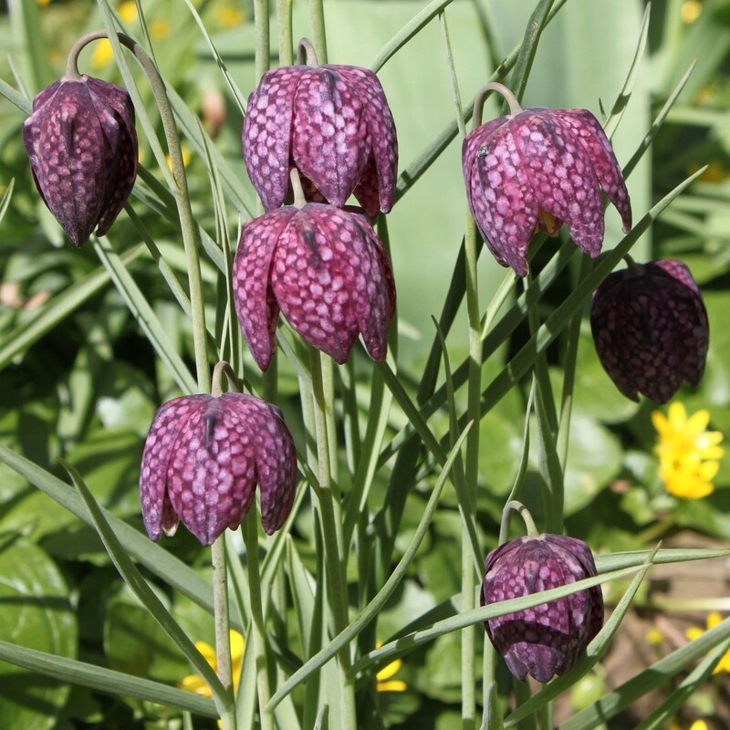Fritillaria meleagris, Schachbrettblume in Farben