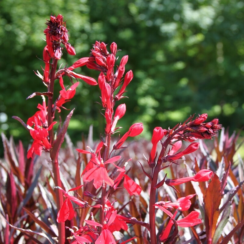 Lobelia fulgens, Lobelie, rot