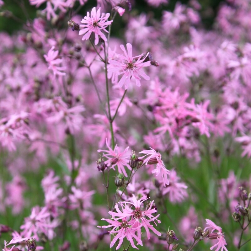 Lychnis flos-cuculi, Kuckuckslichtnelke, rosa
