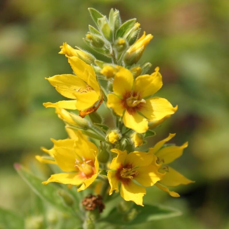 Lysimachia vulgaris, Gilbweiderich, gelb