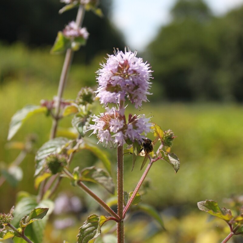 Mentha aquatica, Wasserminze, rosa