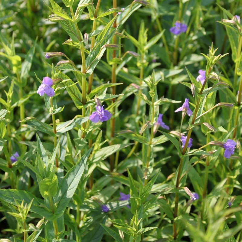 Mimulus ringens, Gauklerblume, violett
