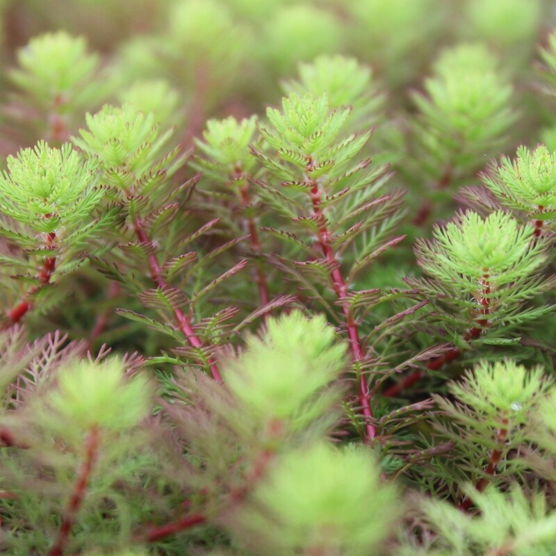 Myriophyllum hippuroides, tannenwedelähnliches Tausendblatt