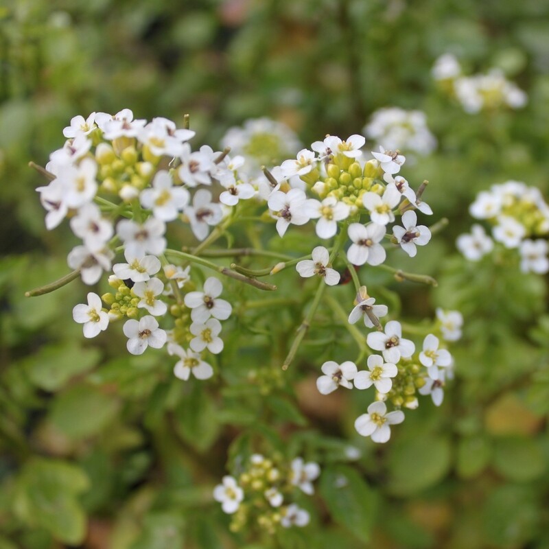 Nasturtium officinale, Brunnenkresse