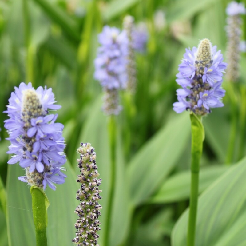 Pontederia lanceolata, Hechtkraut, blau