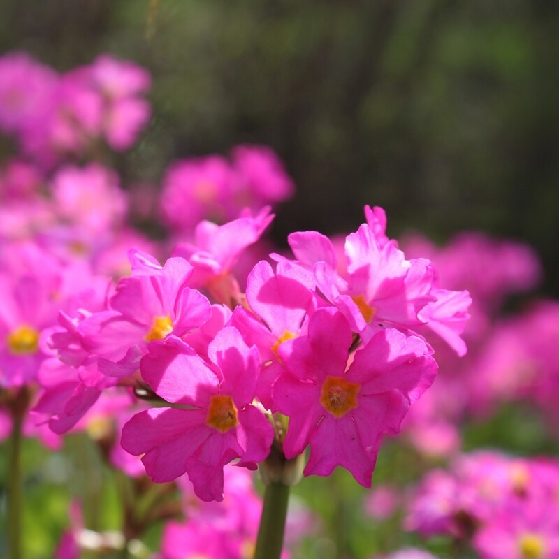 Primula rosea, Sumpfprimel, rosa