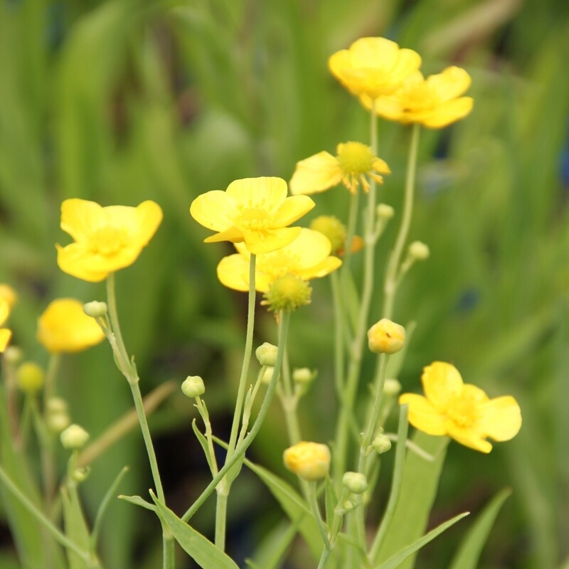 Ranunculus lingua, Sumpfhahnenfuß, gelb