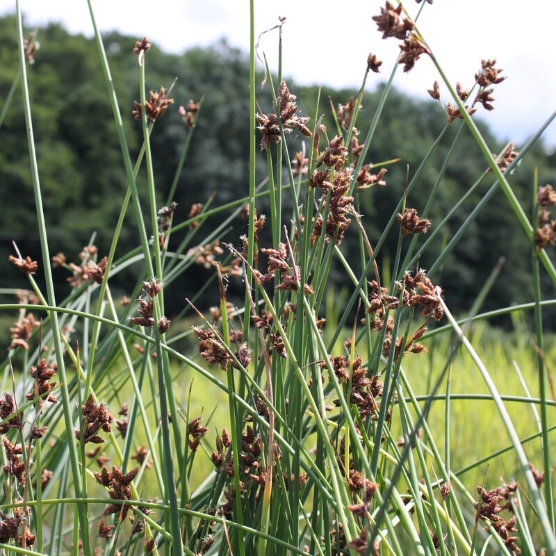 Scirpus Syn. Schoenoplectus  lacustris, Teichsimse