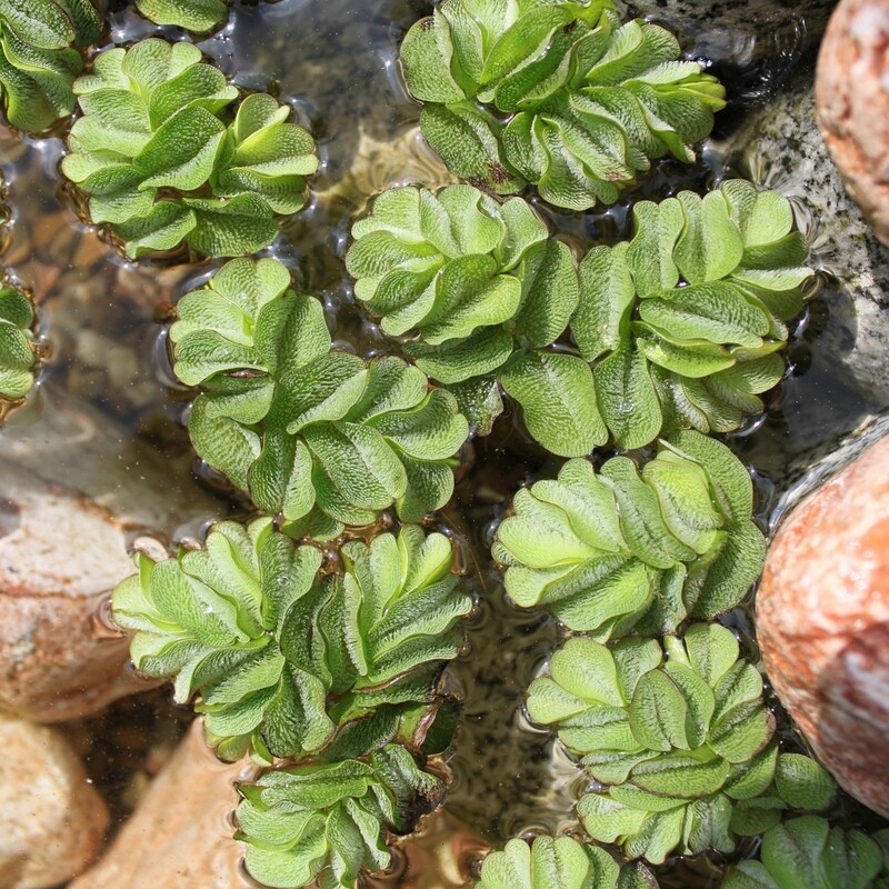 Salvinia minima, Schwimmfarn