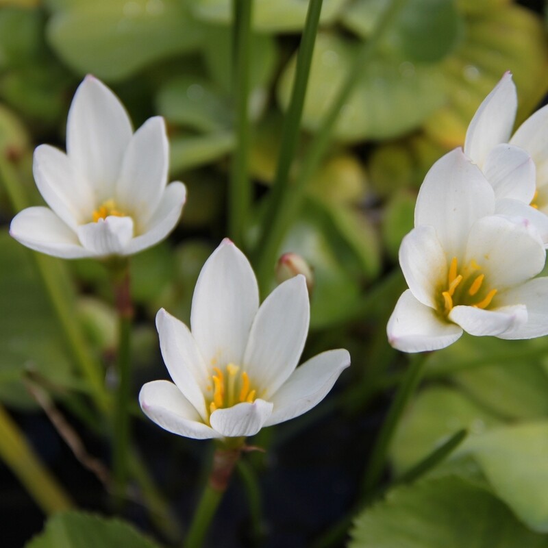 Zephyranthes candida, Zephirblume
