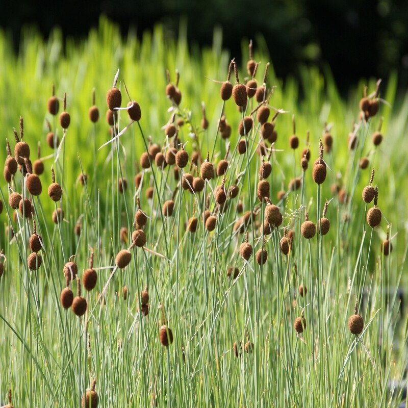 Typha minima, Zwergrohrkolben