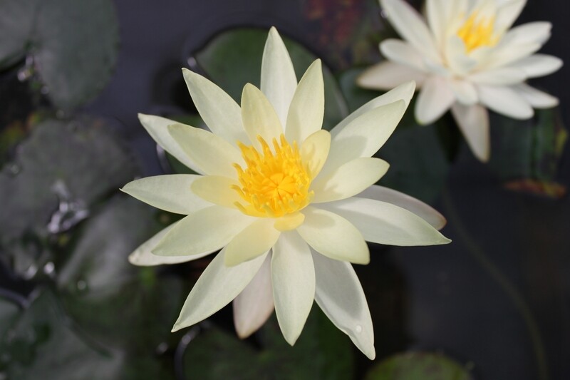 Nymphaea 'Colonel A. J. Welch', Seerose, gelb