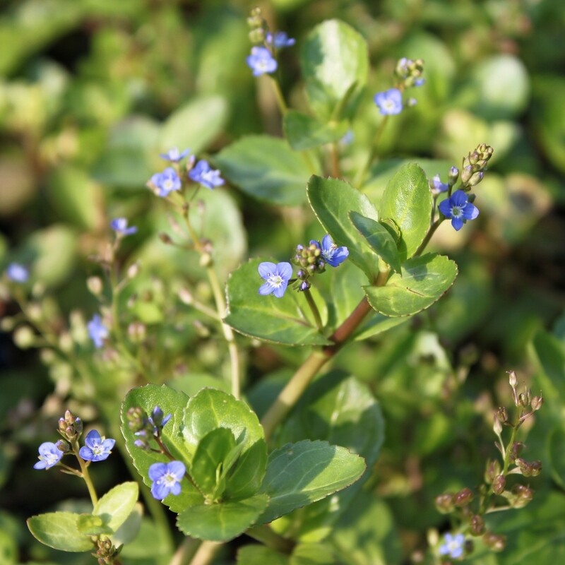 Veronica beccabunga, Bachbunge, blau
