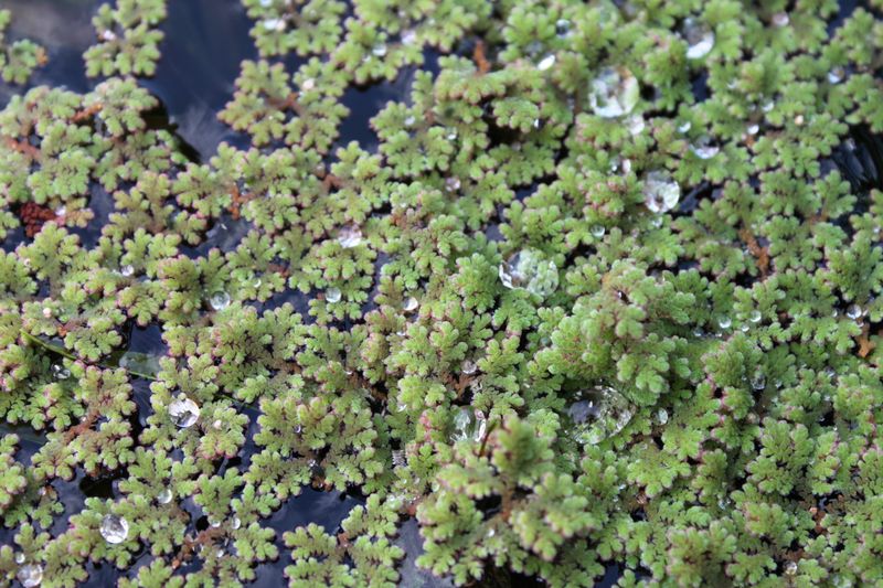 Azolla caroliniana, Feenmoos