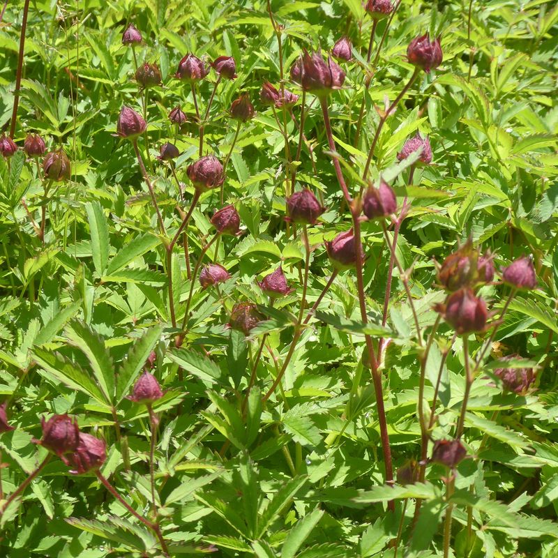 Geum rivale, Bachnelkenwurz, gelb