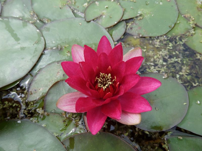 Nymphaea 'Perry's Baby Red', Seerose, rot