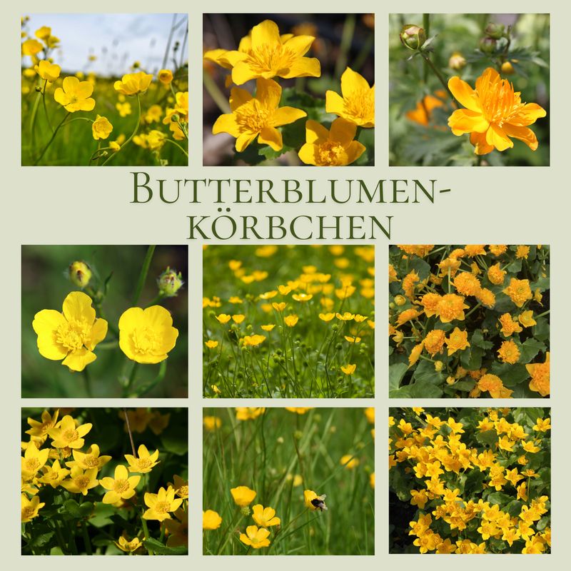 Butterblumen-Körbchen